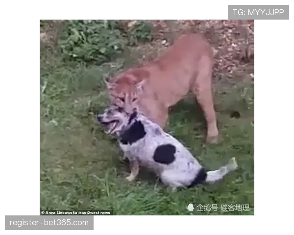 宠物狗失踪后情绪低落，拉姆塞与美洲狮解除合同